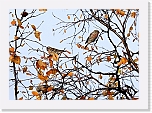 urpiaiset Common Redpoll 8771 * 800 x 560 * (499KB)